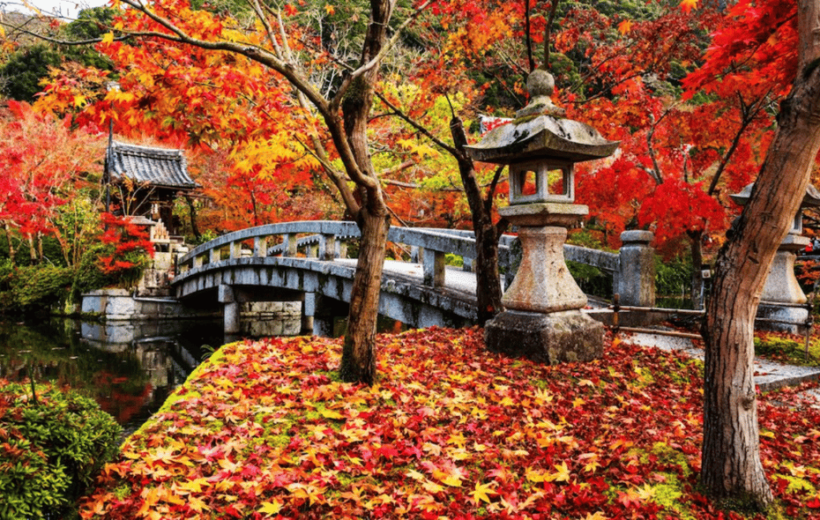 From Osaka/Kyoto: Kyoto & Nara Private Sightseeing Day Trip